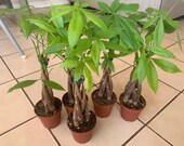 Pachira Aquatica Money Tree 4 pot
