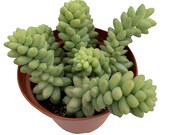 Sedum Morganainum Burro Tail - 4 39 39 pot Donkey Tail