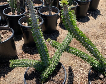 Ocotillo Cactus Etsy