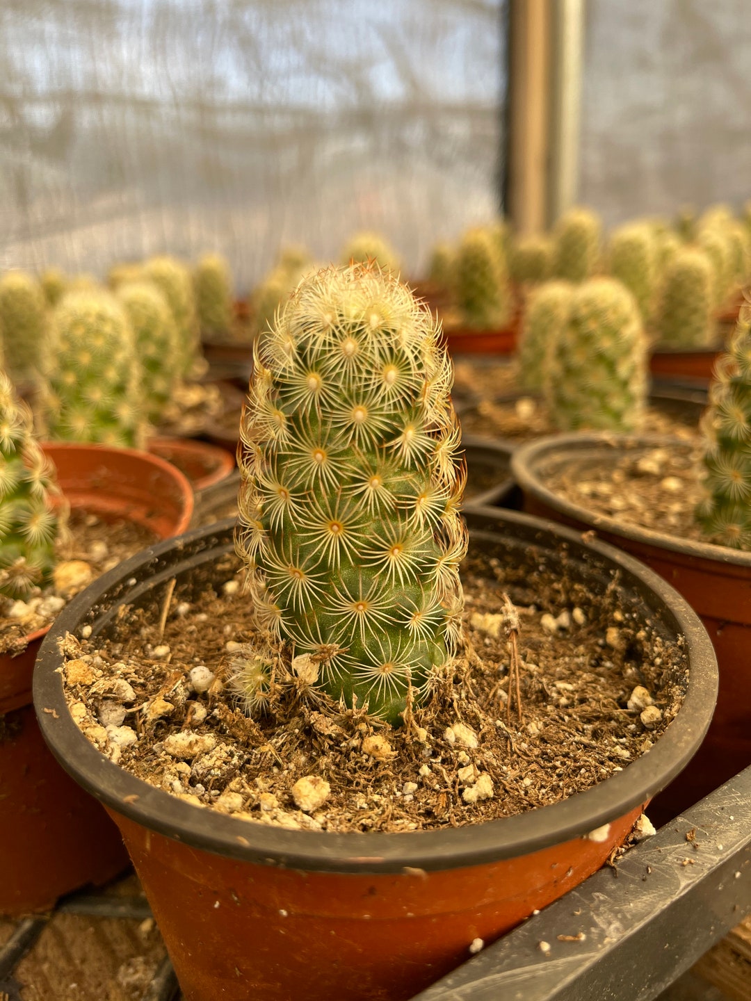 Mammillaria Elongata Copper King Cactus 4 Pot - Etsy