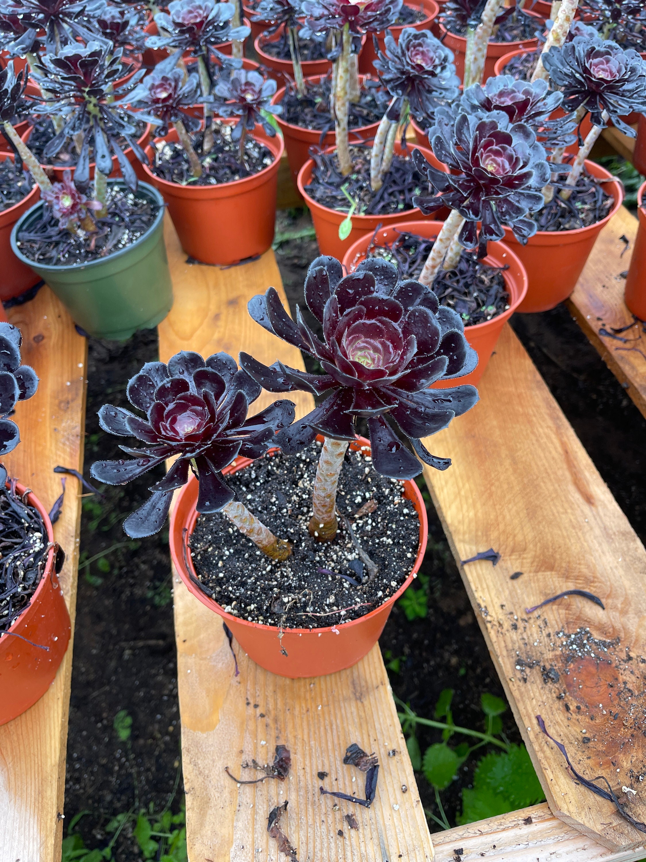 6 Aeonium Black Rose Live Plant 2plants per Pot - Etsy