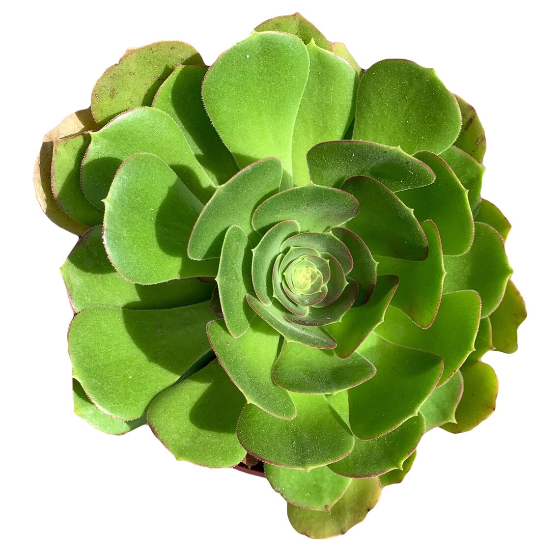 Aeonium Urbicum Salad Bowl 6'' Pot Etsy