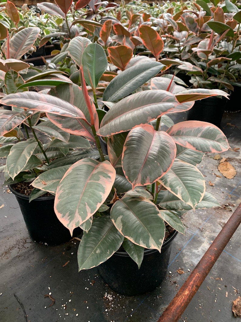 Ficus Ruby Ficus Elastica Pink Rubber Tree LARGE Plant Etsy