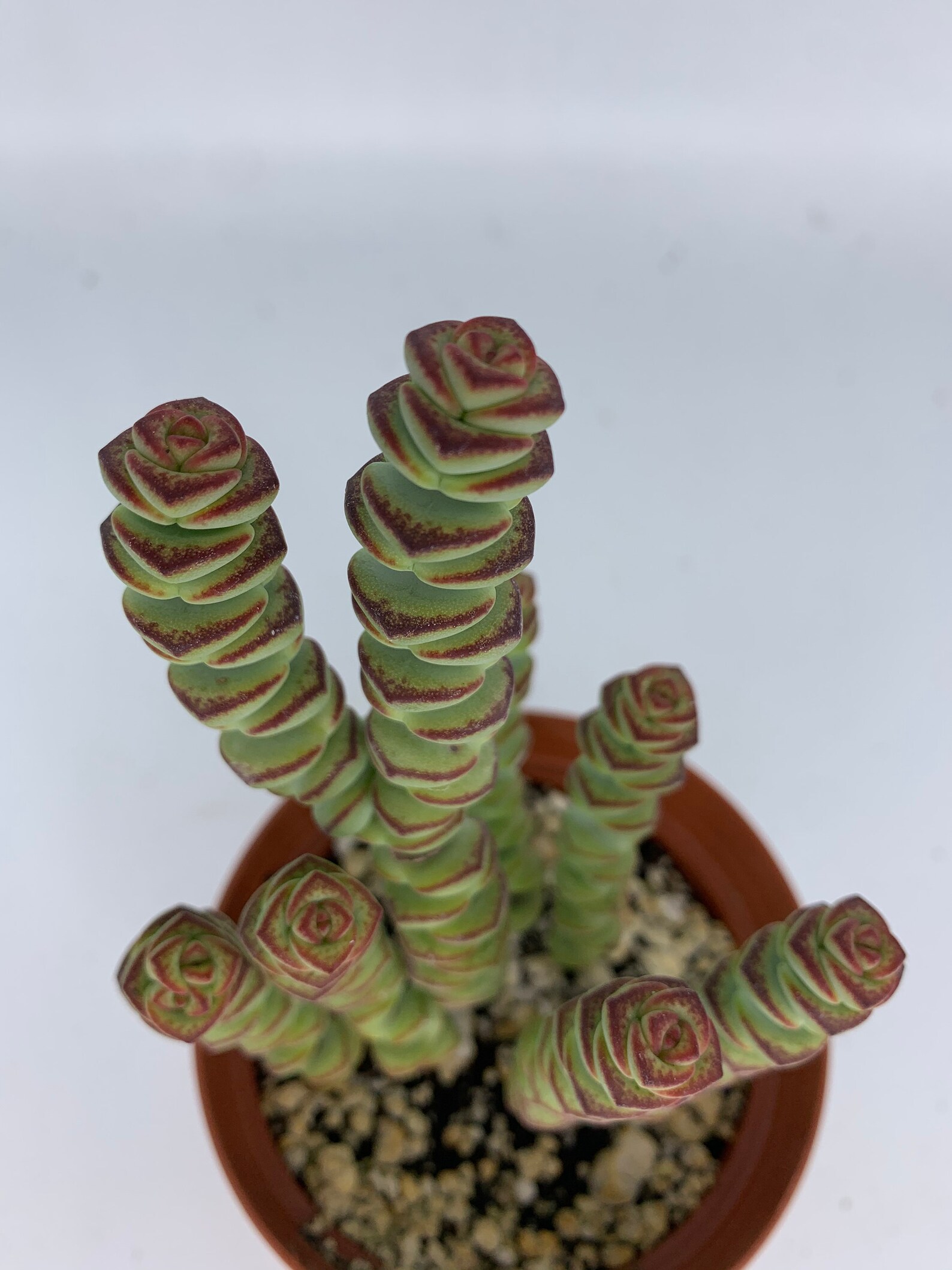 Baby Necklace Succulent Plant 4 Pot Etsy