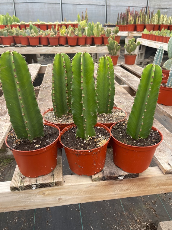 candelabra-euphorbia-cactus-care