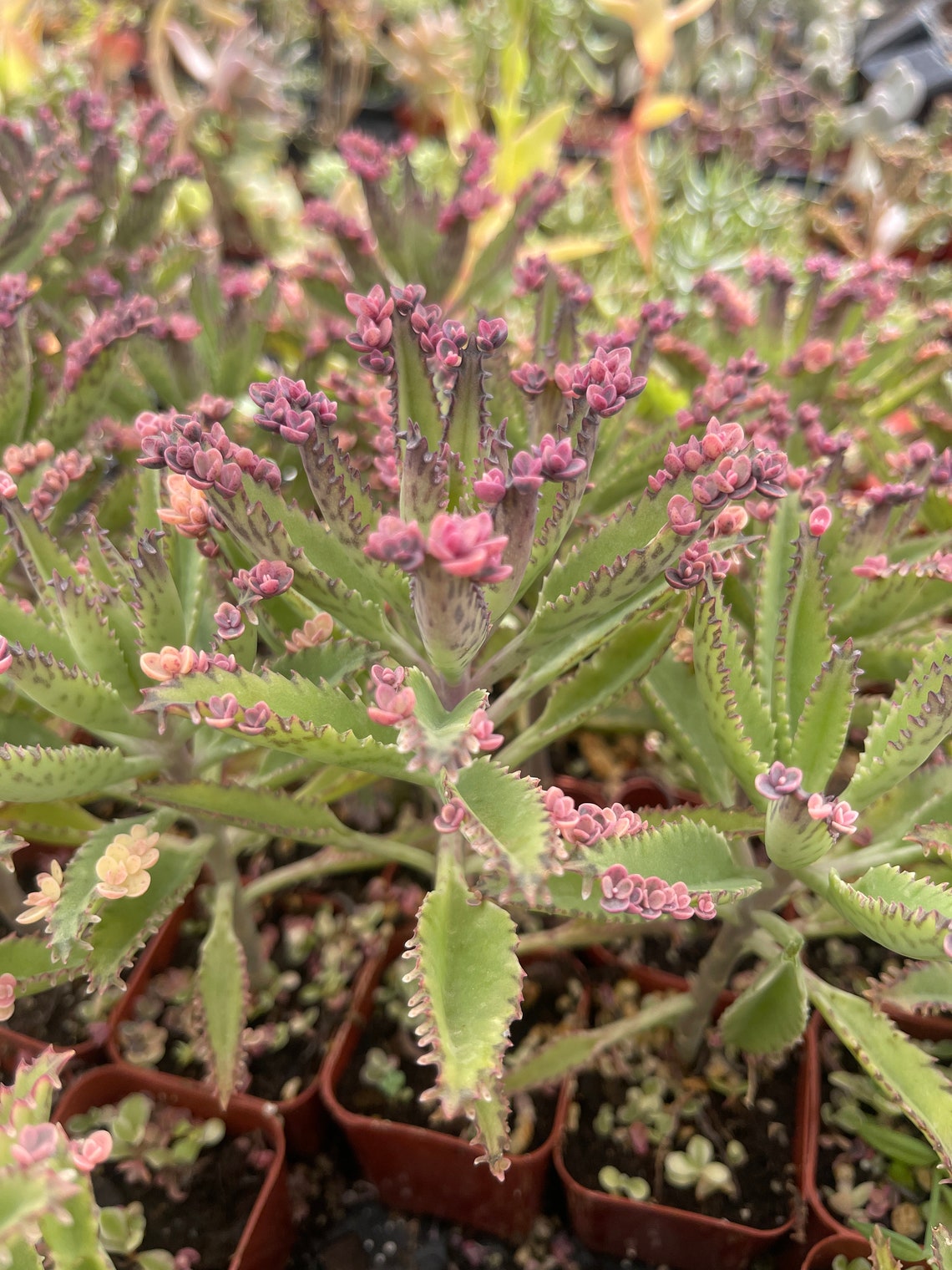 Kalanchoe Pink Butterfly Live Plant Etsy