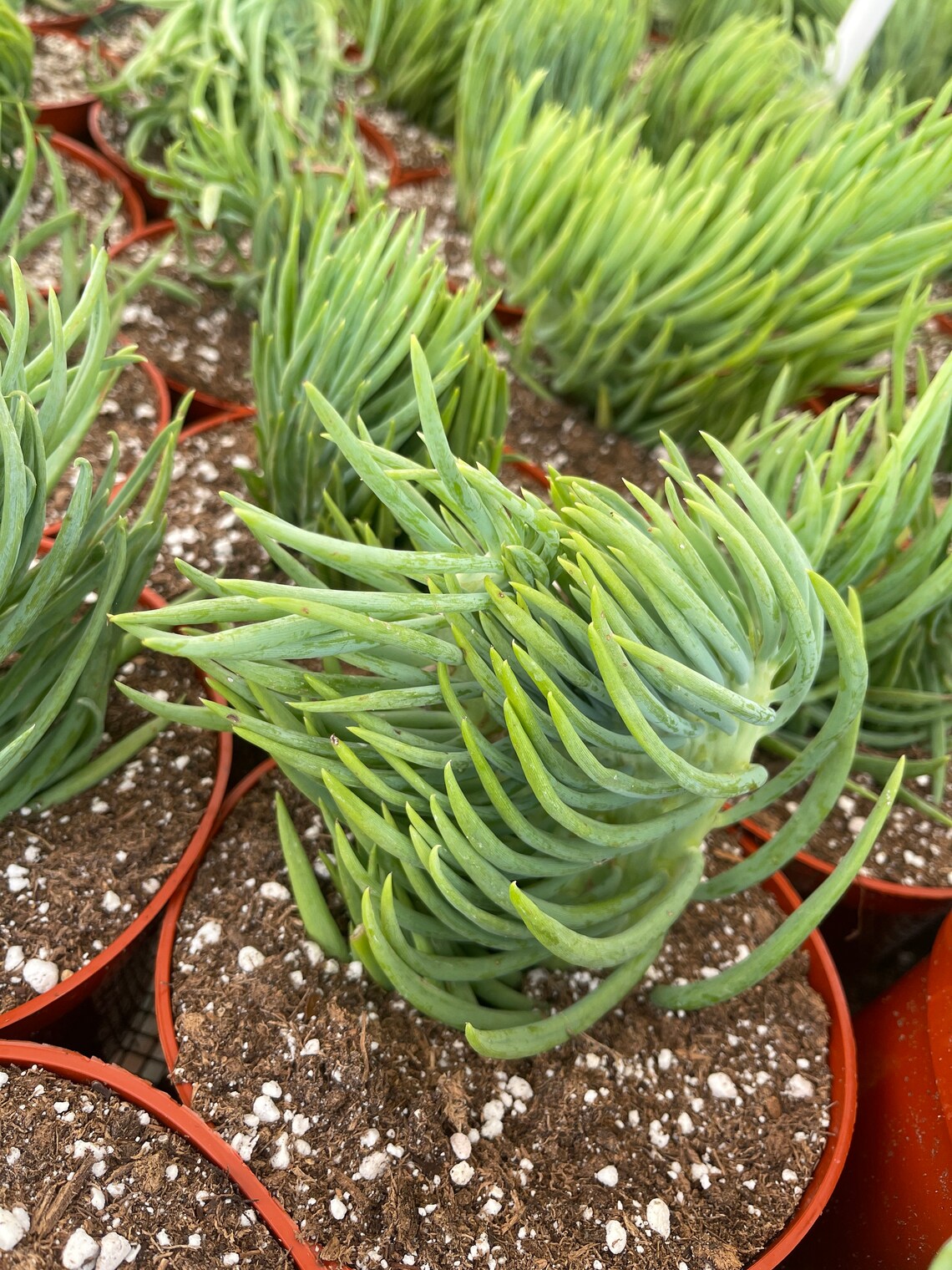 Senecio Mermaid Tail Succulent Senecio Vitalis Crested Etsy