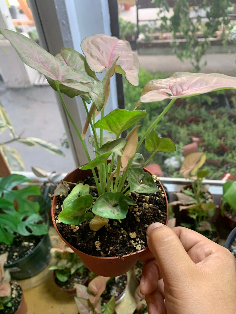 Pink Syngonium 4 pot Pink Arrowhead Live Plant Etsy