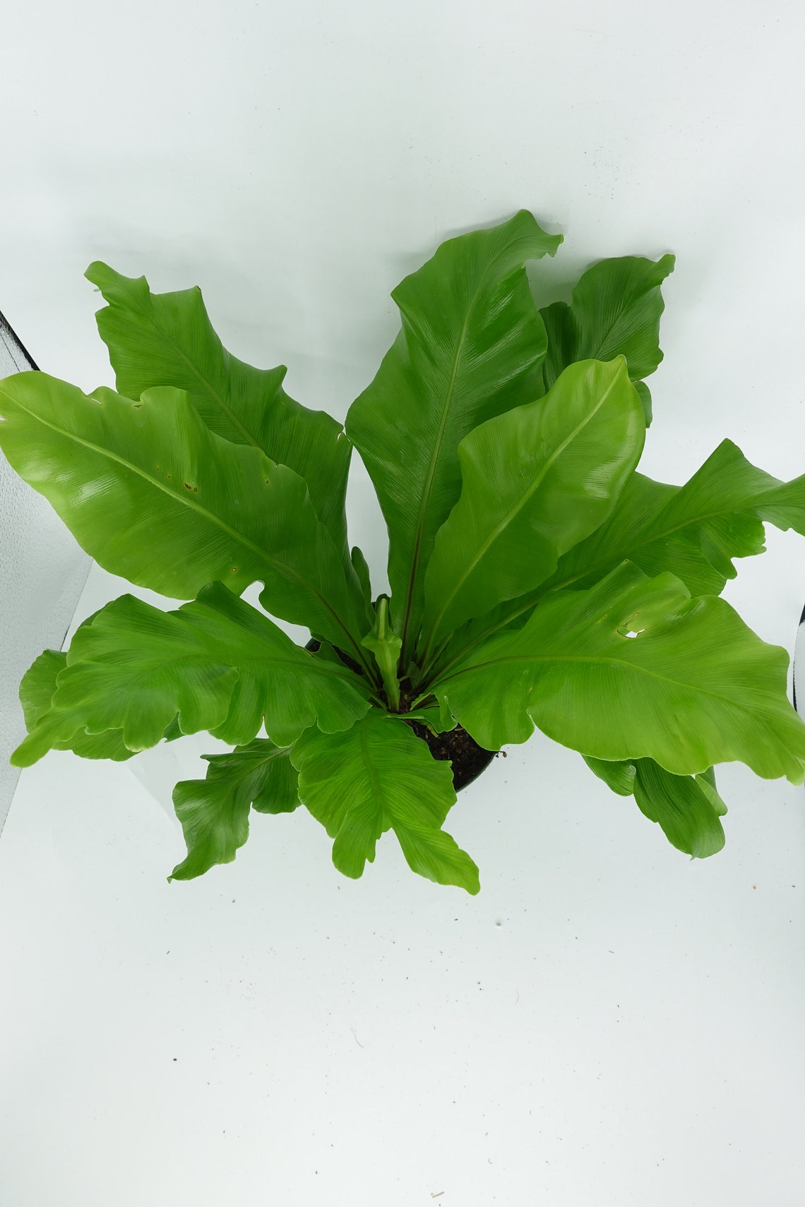 6'' Bird Nest Fern Asplenium Nidus Etsy