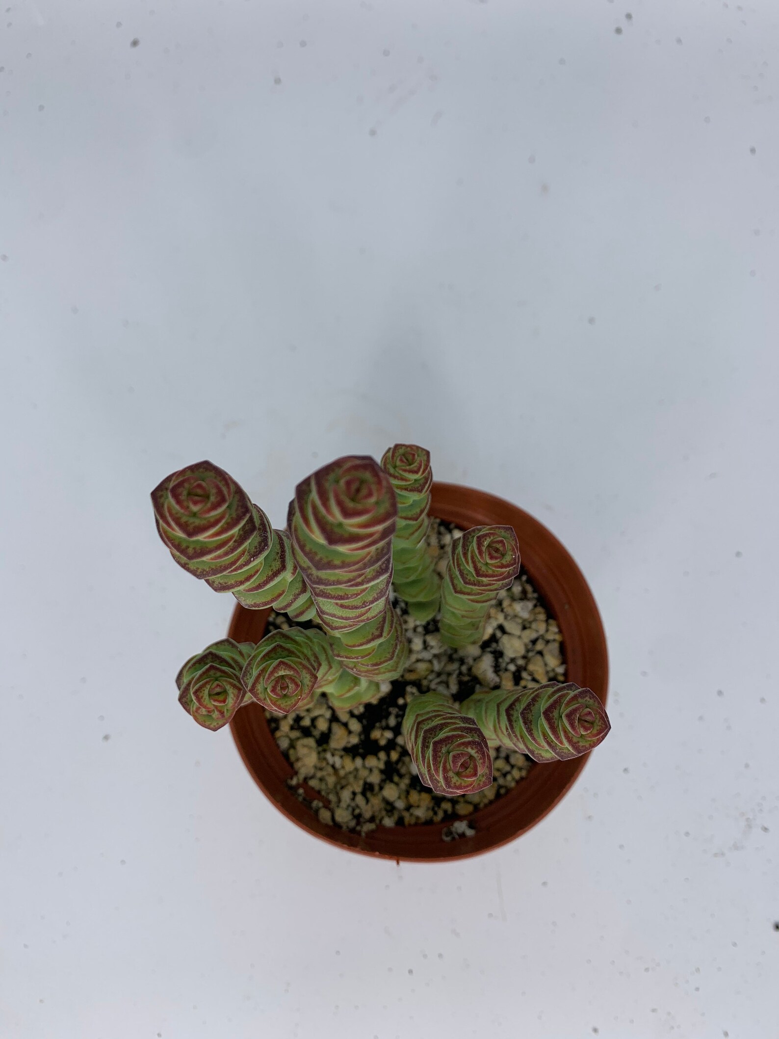 Baby Necklace Succulent Plant 4 Pot Etsy