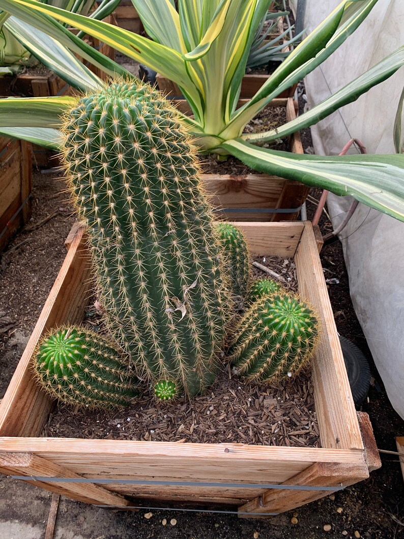 Large Cacti Specimen Etsy