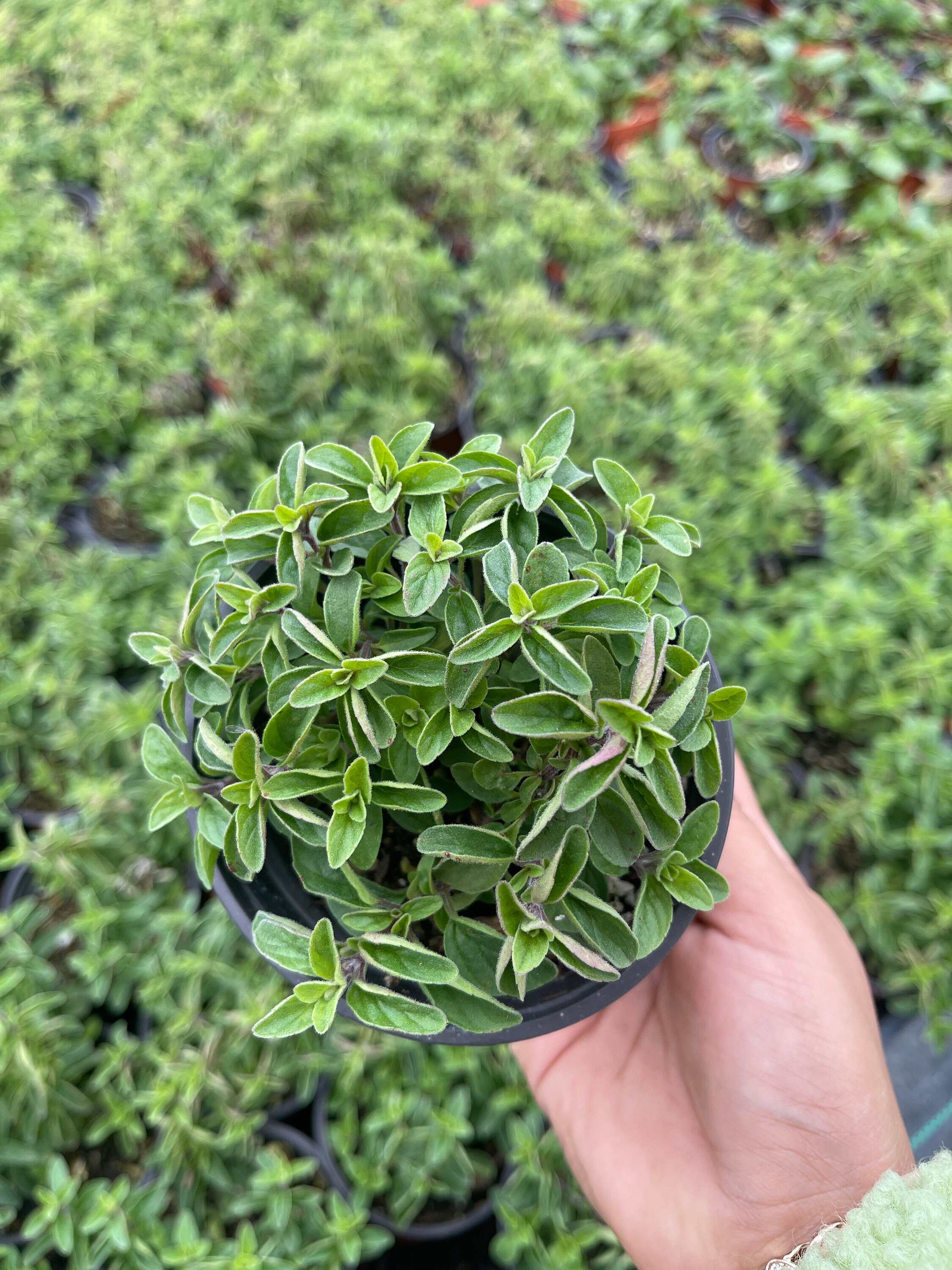 Italian Oregano Live Plant Herb Etsy