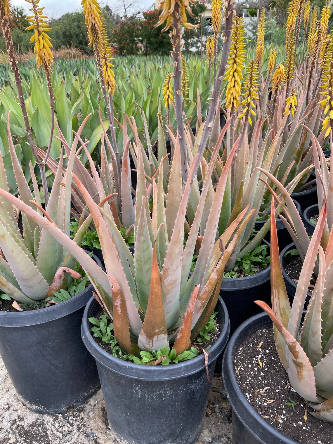 Huge Aloe Vera Plant 1.5 tall Bare root Etsy