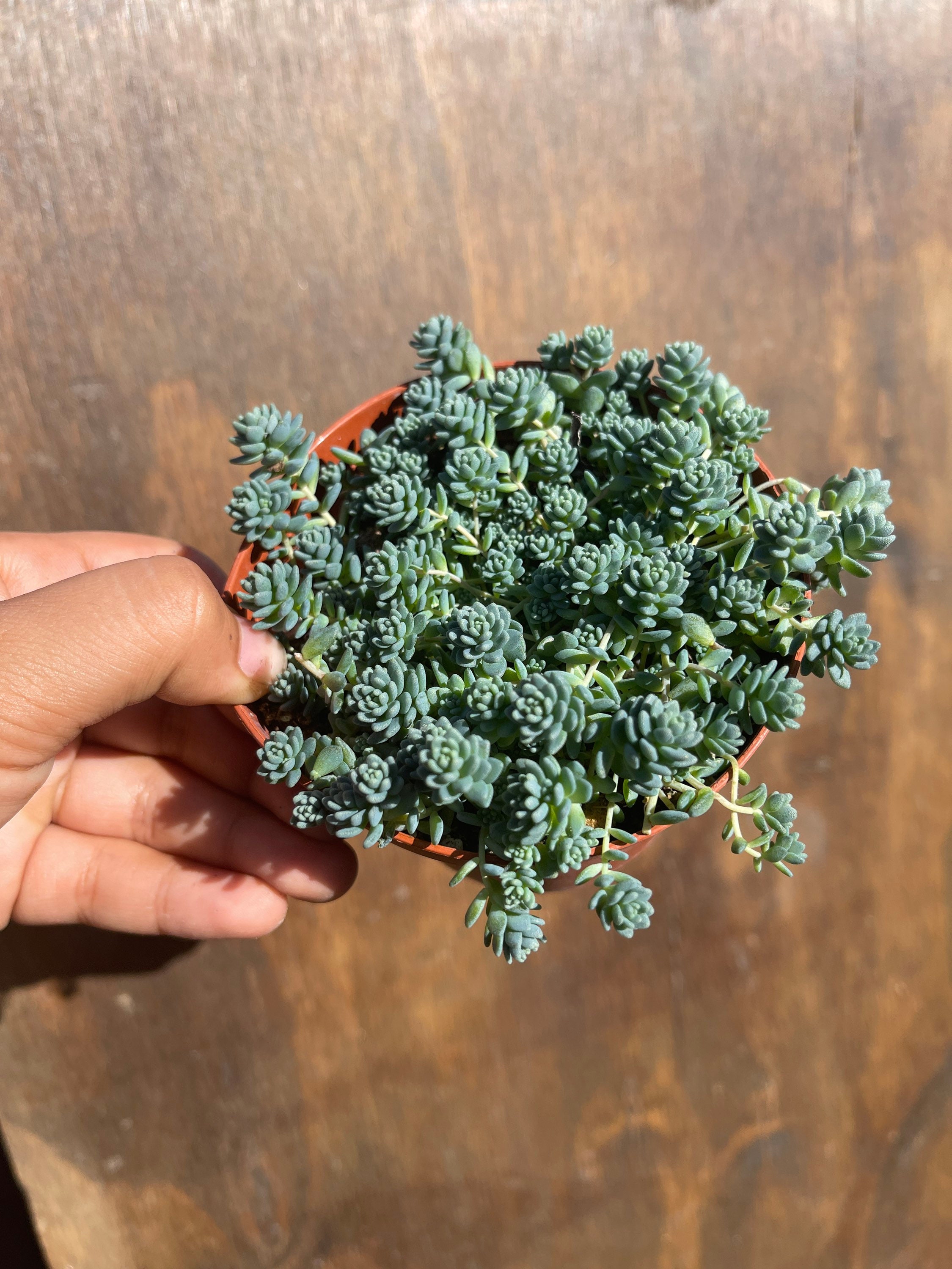 Sedum Dasyphyllum Major Sedum Blue Tears 4’’ Pot - Etsy