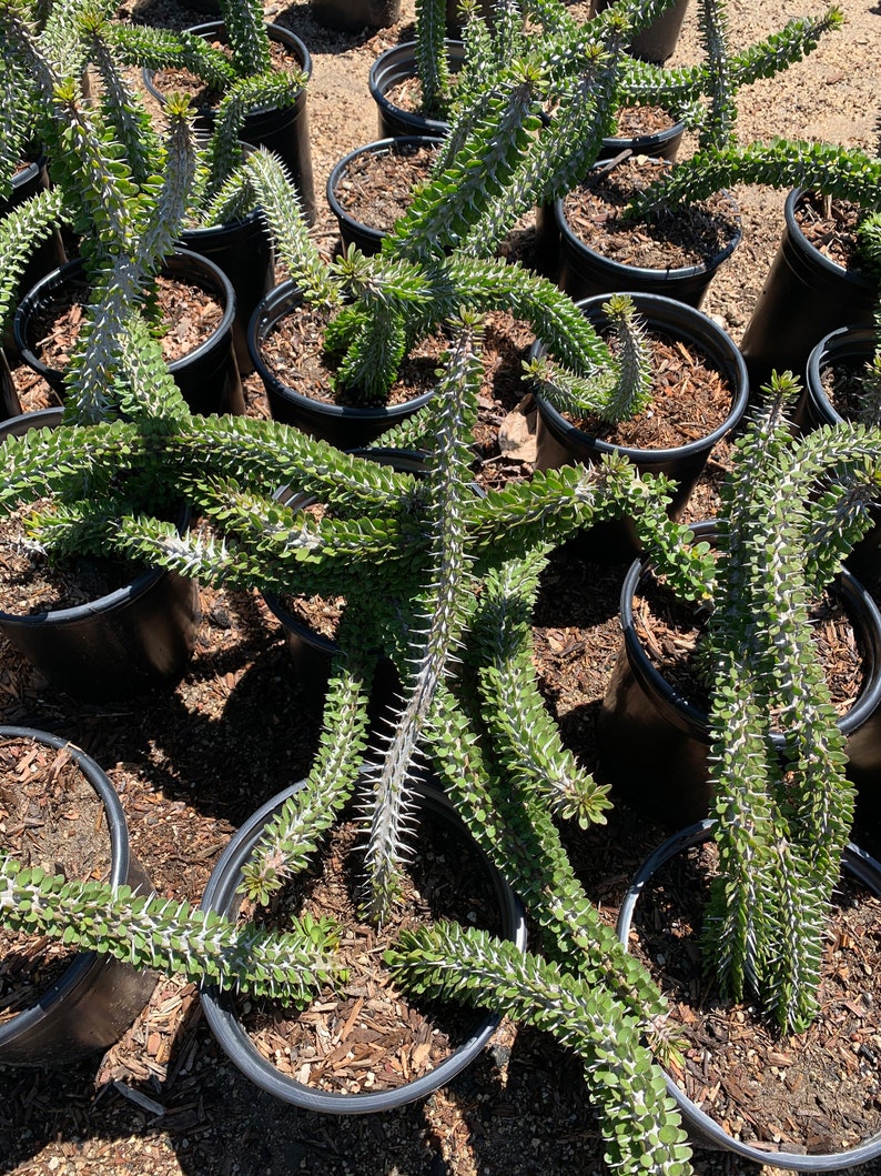 Alluaudia Procera Madagascar Ocotillo Live Large Plant Etsy