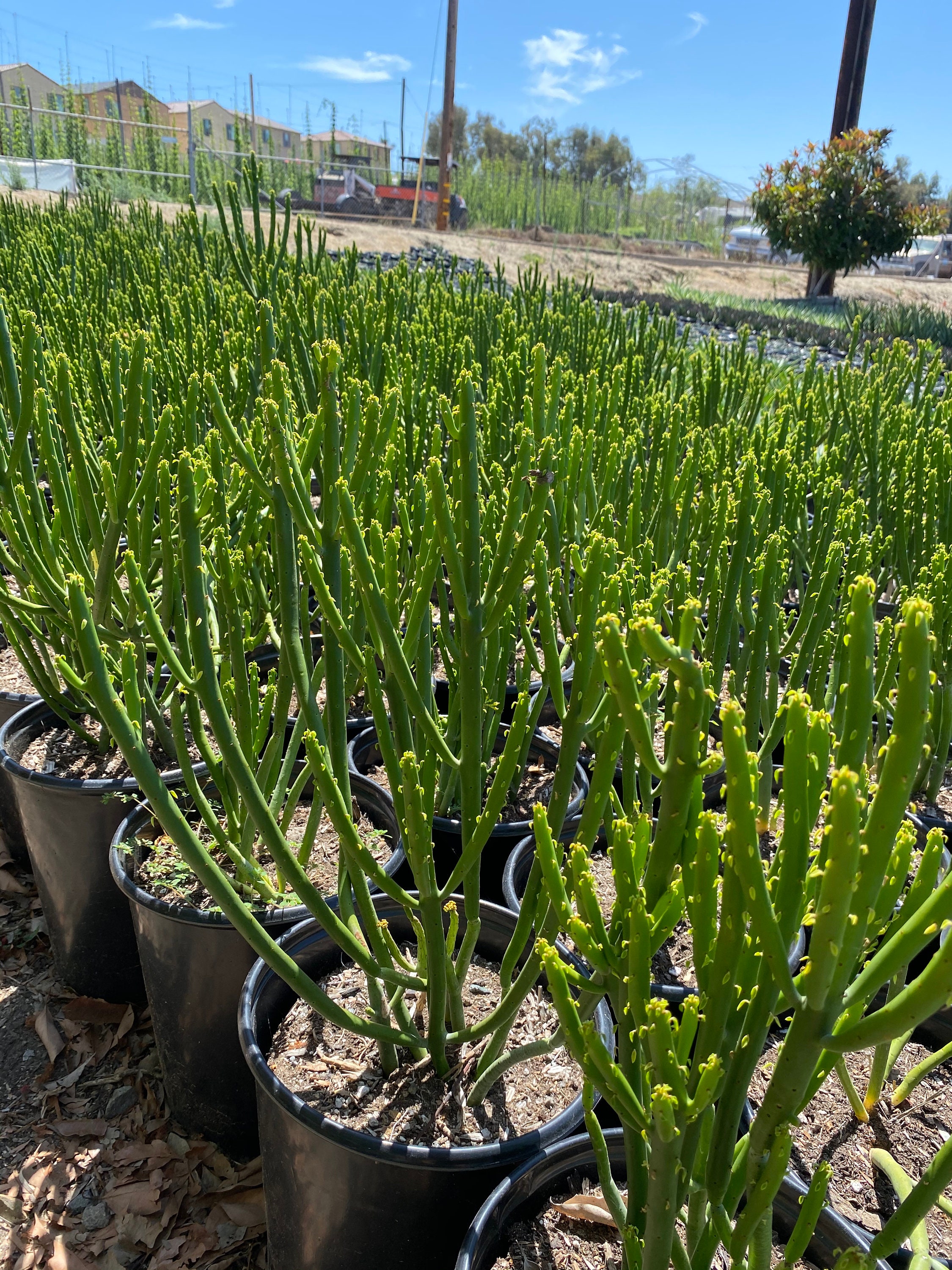 Euphorbia Leucodendron Large 18 tall LIVE Plant Etsy