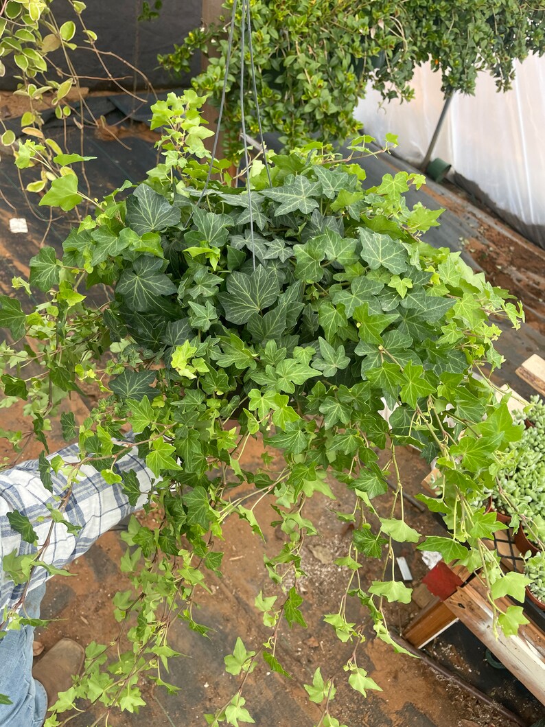 Very Large Ivy Plant Trailing 8 Pot Etsy