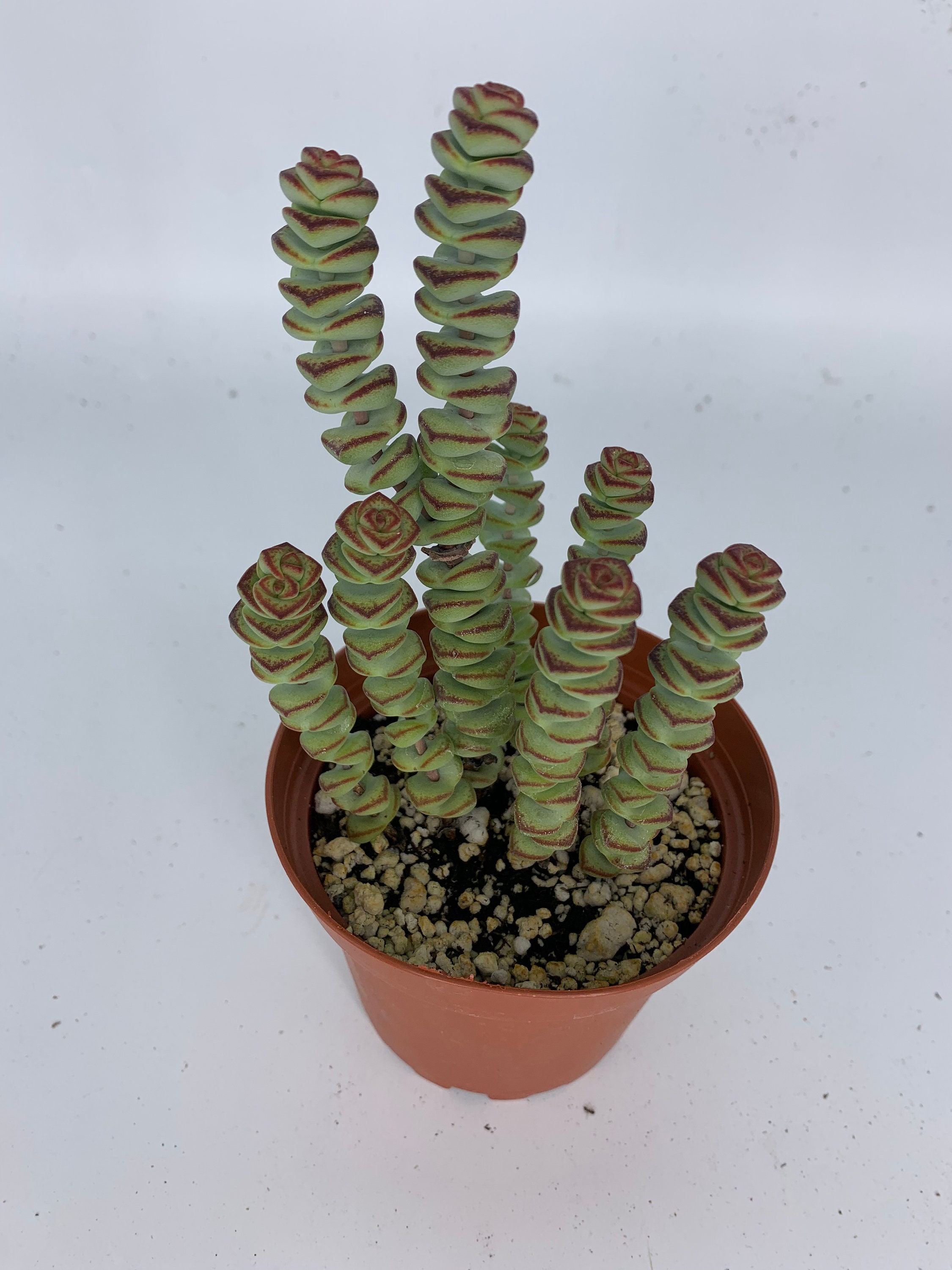 Amazon.com : Crassula Baby Necklace Worm Succulent (2