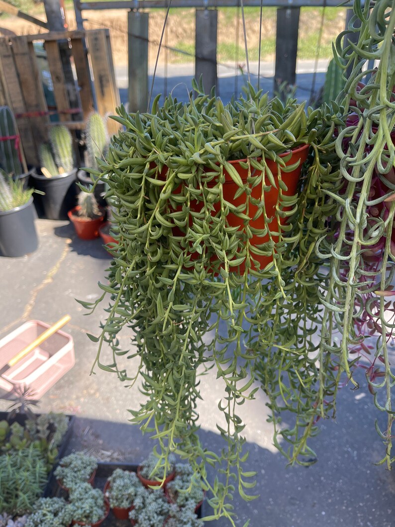 6pk String of Things Trailing Succulents Collection Pearls Etsy