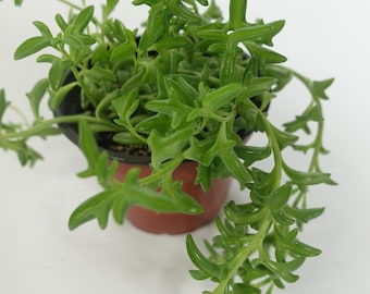 4” string of dolphins RARE live plant