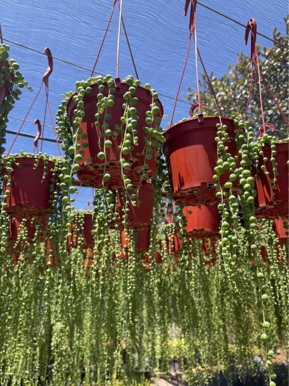 String of Pearls Plant String of Peas 6'' Pot Etsy