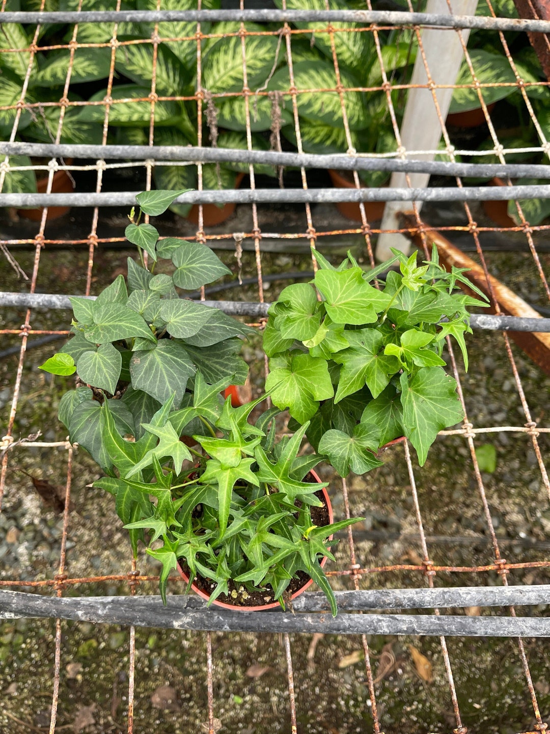 3pk Ivy Collection Needlepoint , English Ivy, and California 4 Pots Etsy