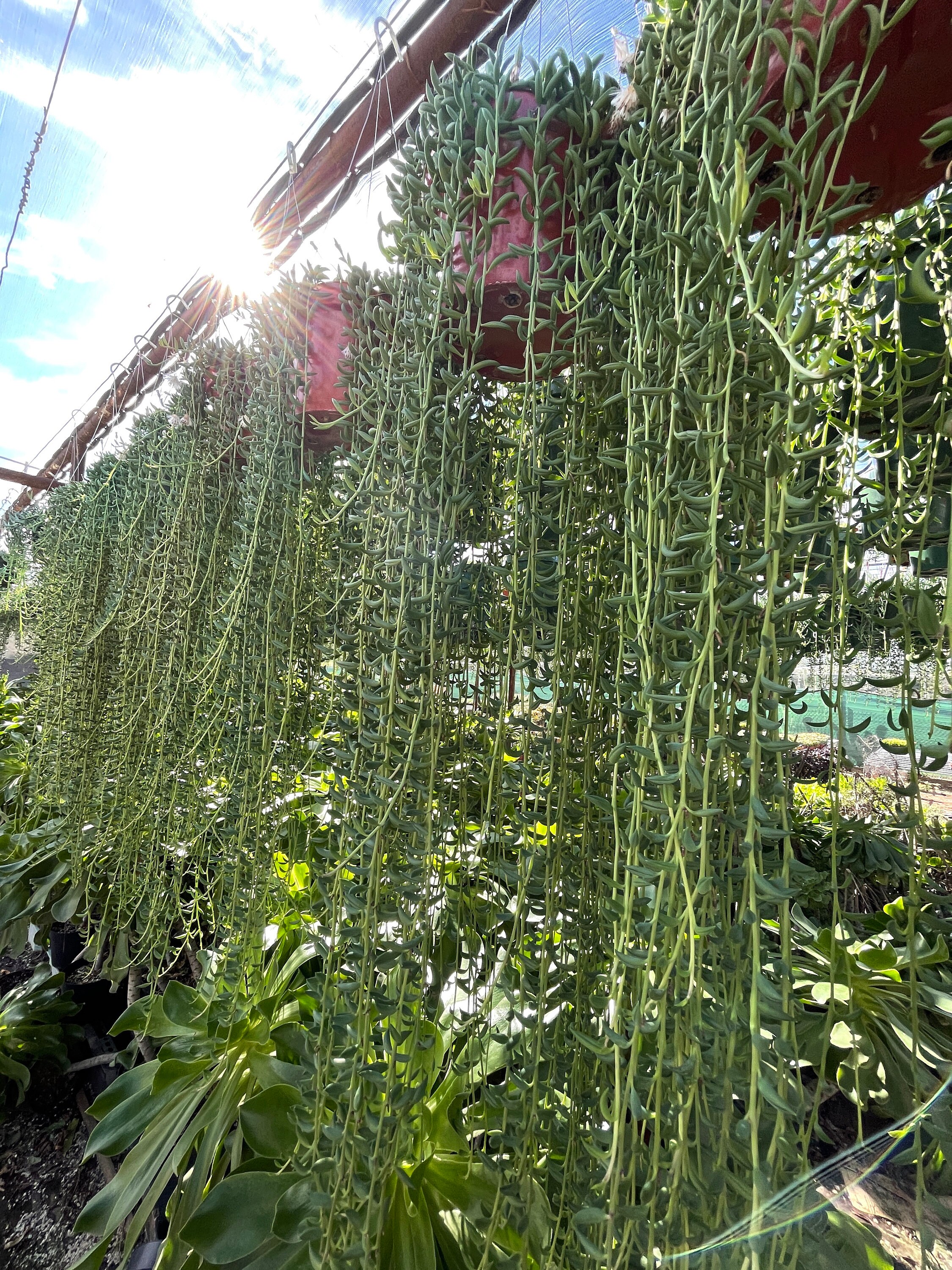 VERY LONG Senecio String of Bananas 8” hanging pot