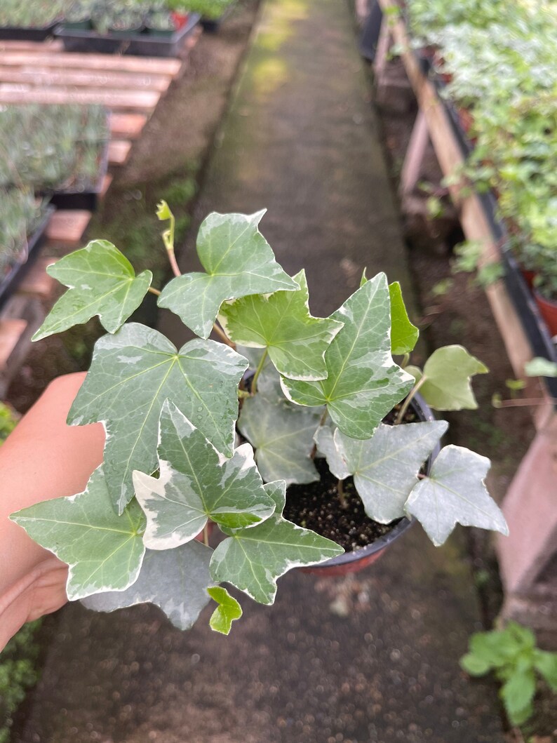 4 Pot Variegated White English Ivy Etsy