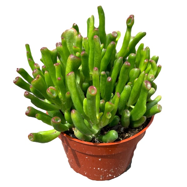 Crassula Ovata Jade Gollum - 4'' pot