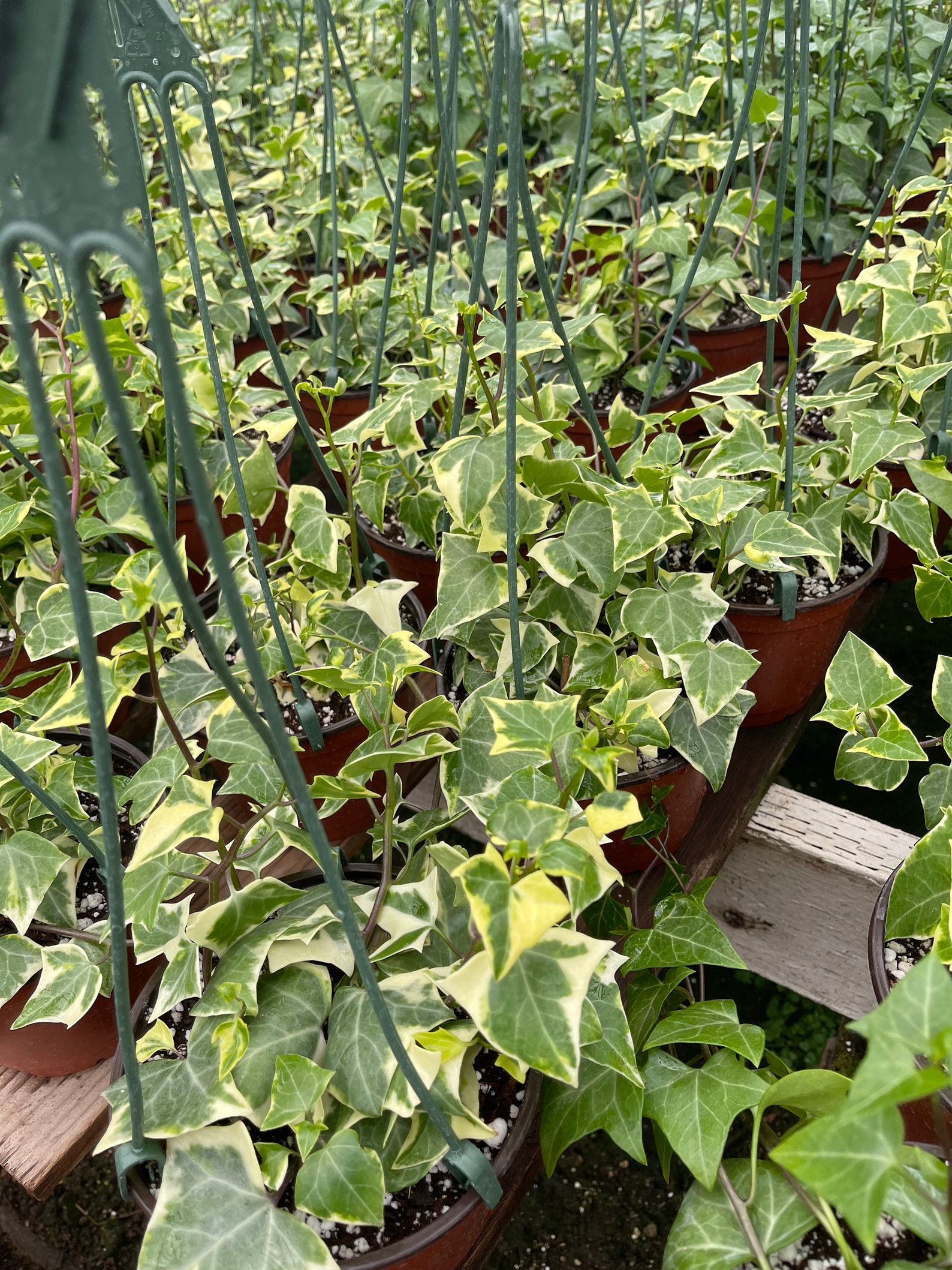 Variegated 'Wax Ivy' Houseplant in 6 Inch Pot Etsy