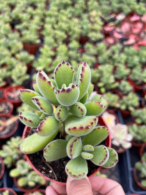 4'' Bear Paw Live Plant Cotyledon Tomentosa Succulent