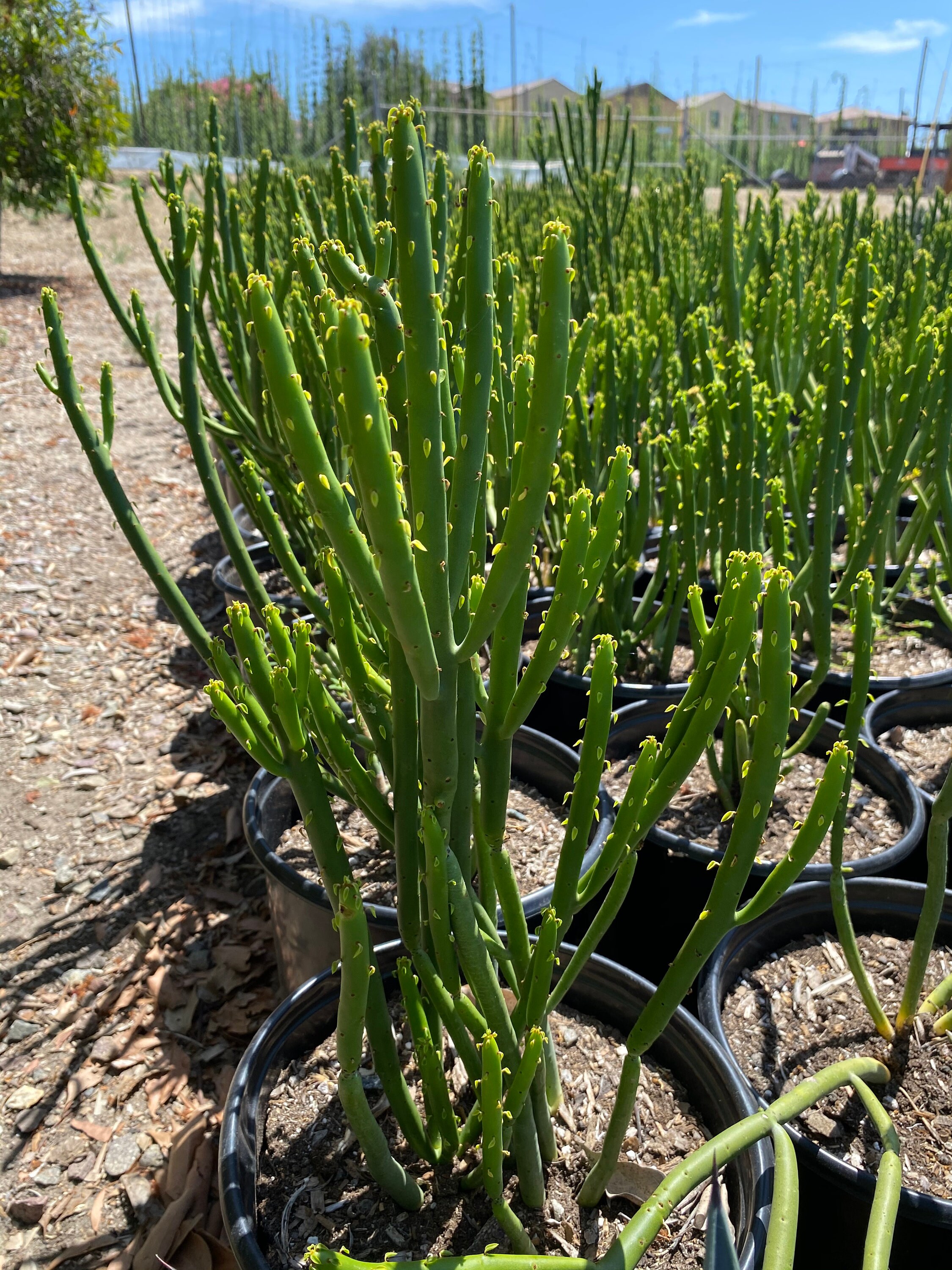 Euphorbia Leucodendron Large 18 tall LIVE Plant Etsy