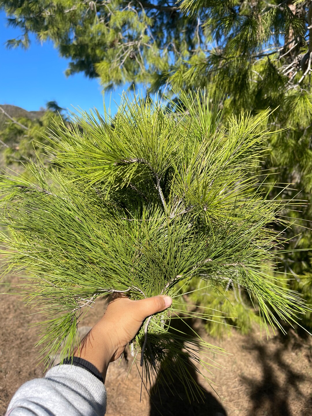 Natural Pine Needles Boughs Pine Fresh Cut 20 Cuttings Etsy