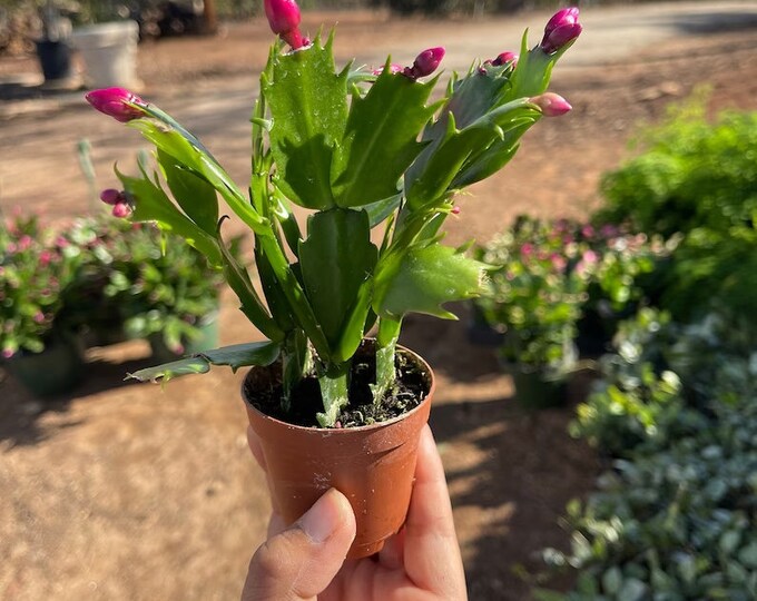 20pk 2 Christmas Cactus Etsy