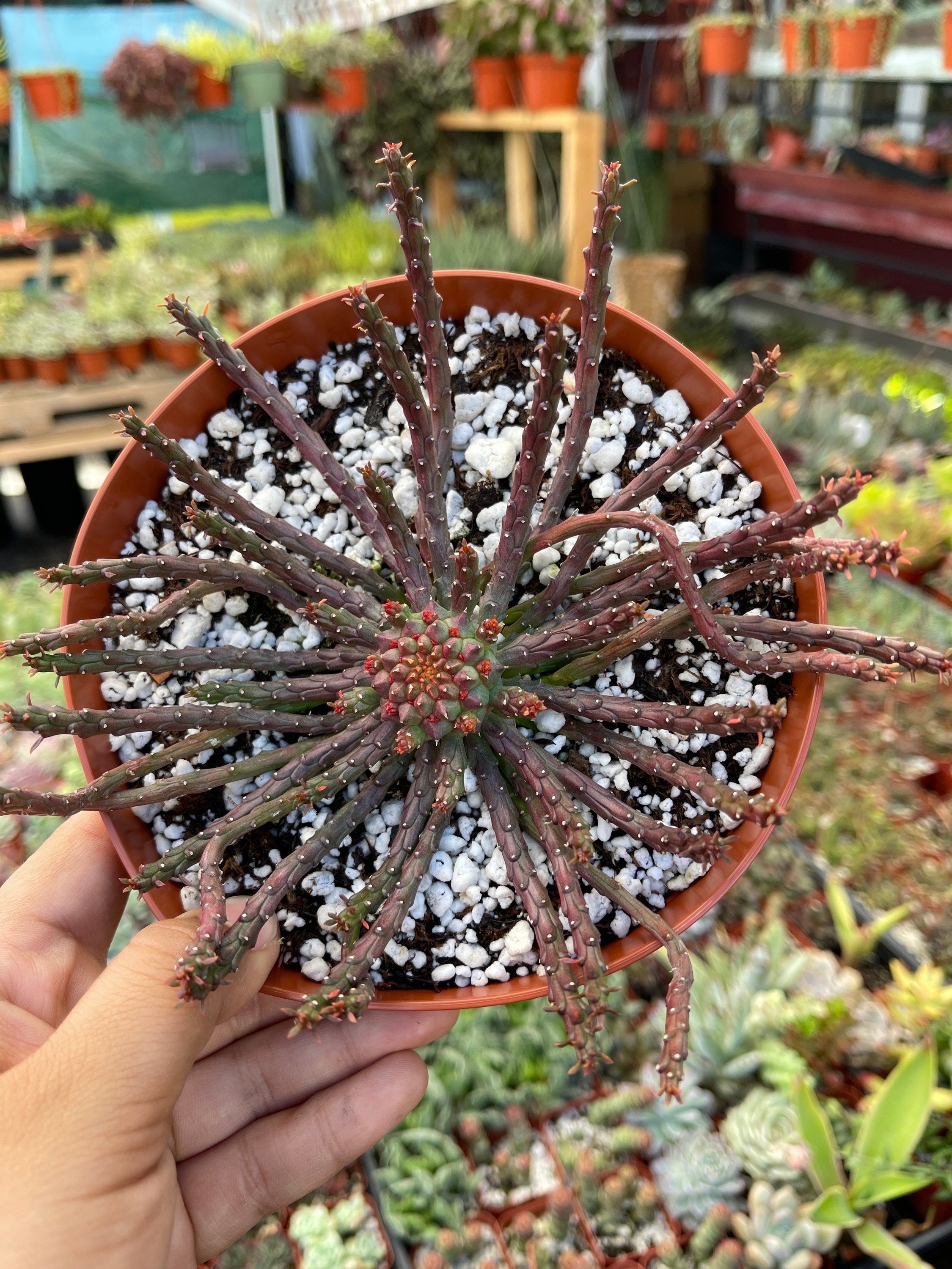 Euphorbia Medusa - 6'' Pot