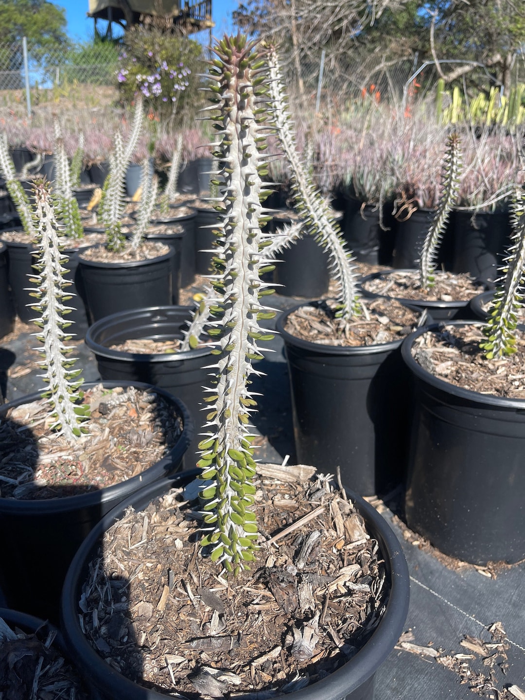 Alluaudia Procera Madagascar Ocotillo Plant Single Plant Etsy