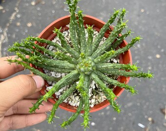 4” euphorbia  Medusa plant