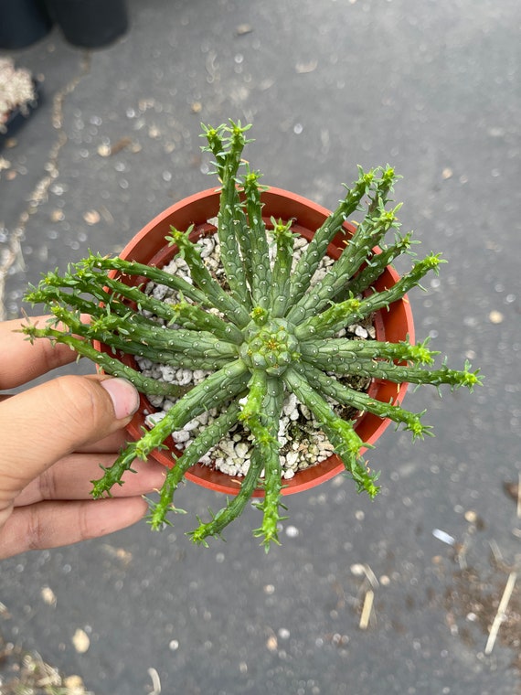4 Euphorbia Medusa Plant - Etsy