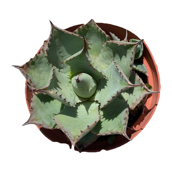 Agave Potarorum - 4'' Pot