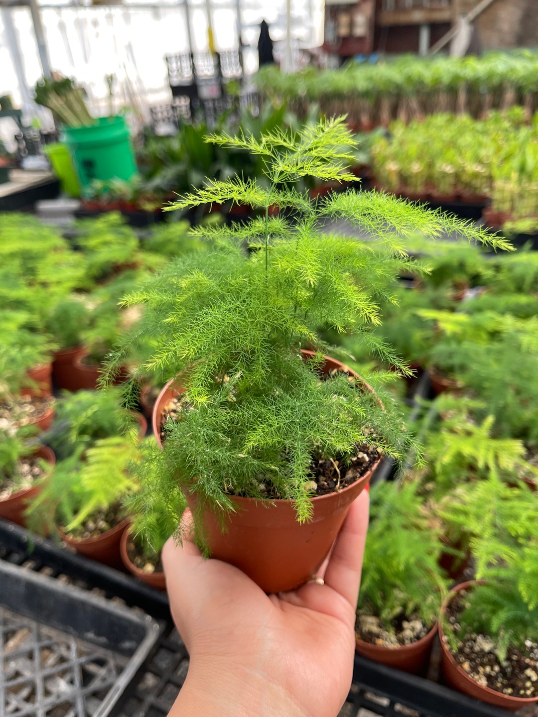 4 Asparagus Fern Live Plant Plumosus Fern Etsy