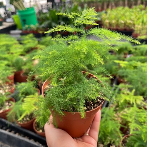 4 Asparagus Fern Live Plant Plumosus Fern Etsy