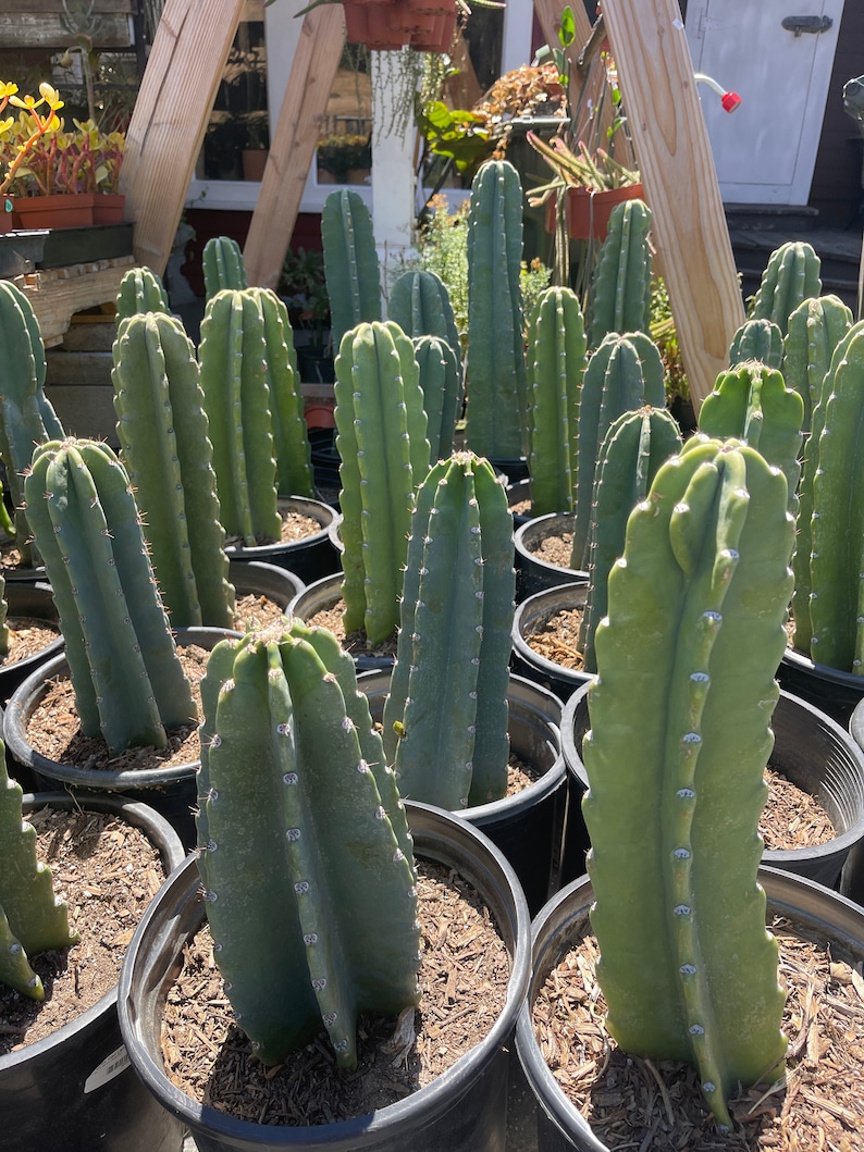 peruvian apple cactus peruvian apple cactus