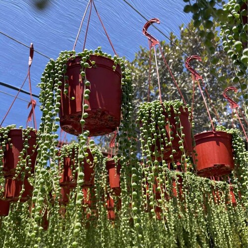 String of Pearls Plant String of Peas 6'' Pot Etsy