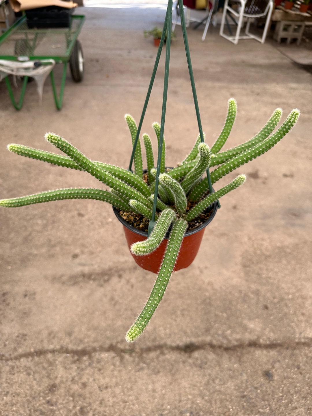 6 Peanut Cactus Live Plant 6 Pot Echinopsis Chamaecereus Etsy