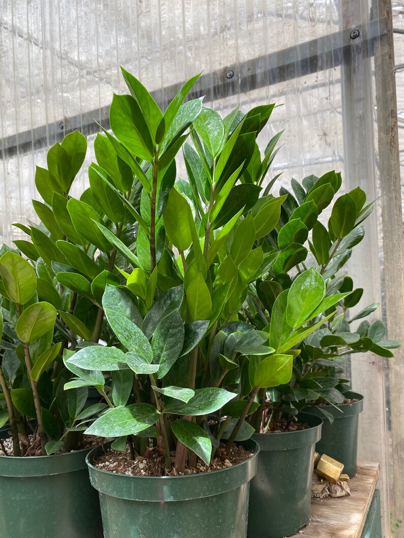 ZZ plant Large 8 plant Zamioculcas zamiifolia live plant