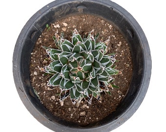 Agave victoria reginae pot 5,5cm Agave victoria reginae pot 5,5cm