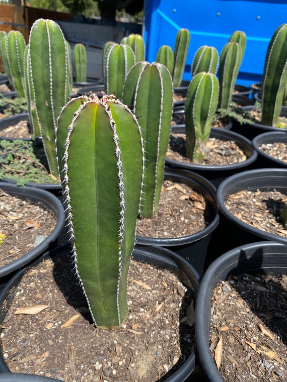Pachycereus Marginatus 18'' Tall Etsy