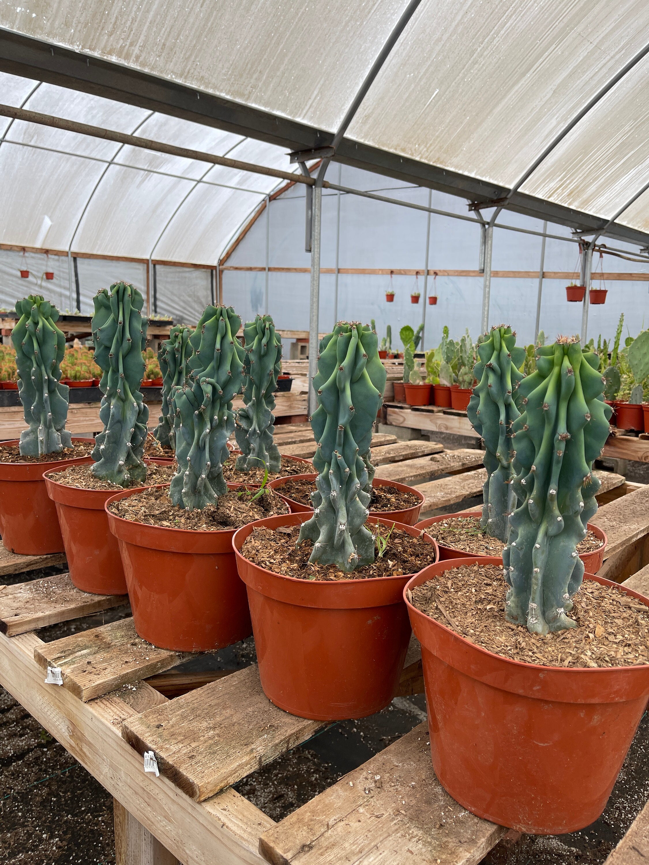 Cereus Peruvianus Monstrosus 'Curiosity Cactus' – 10+ Tall, 5+ Growing Points, Blue