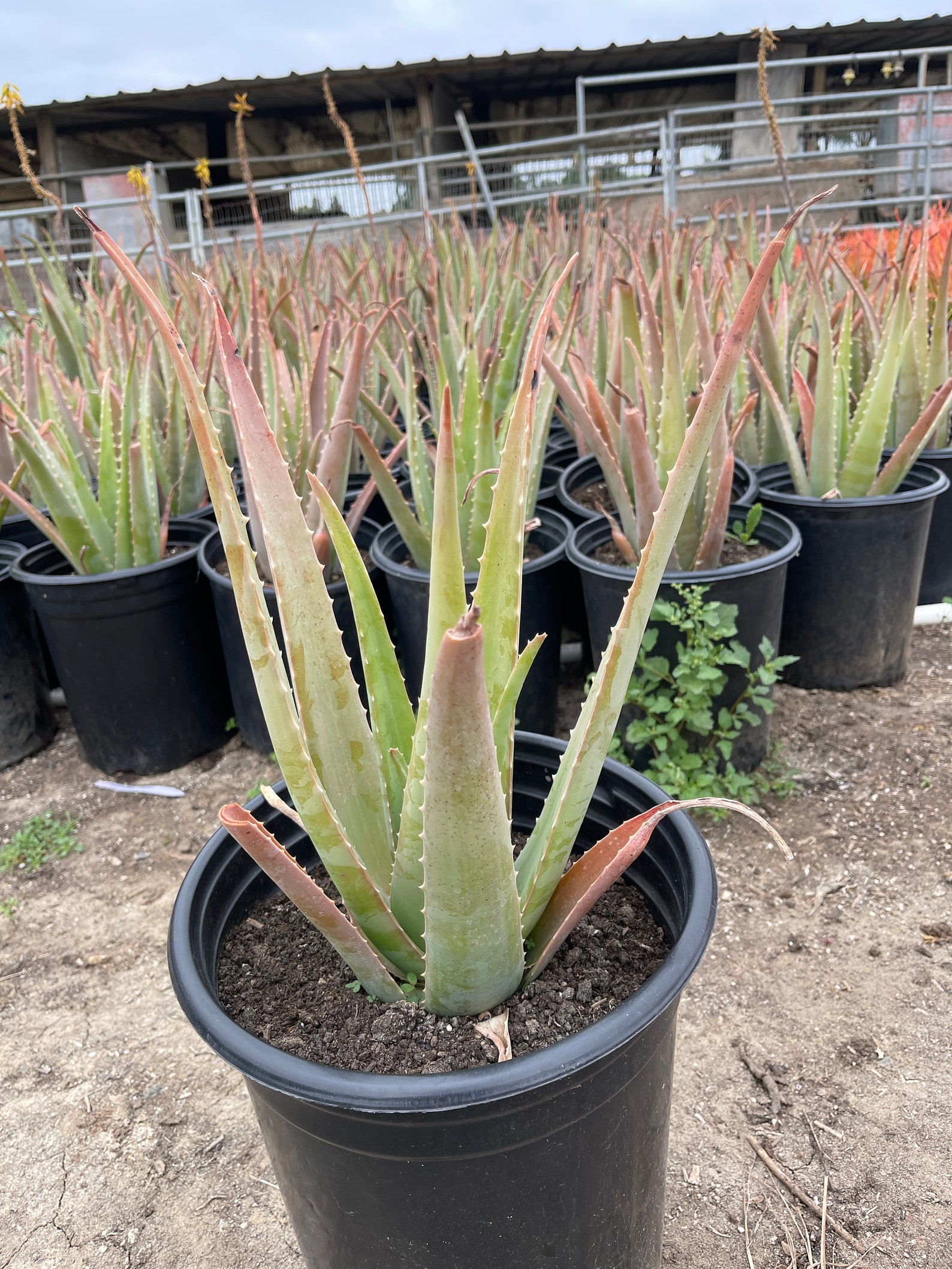 Large Aloe Vera Plant Bare root Etsy