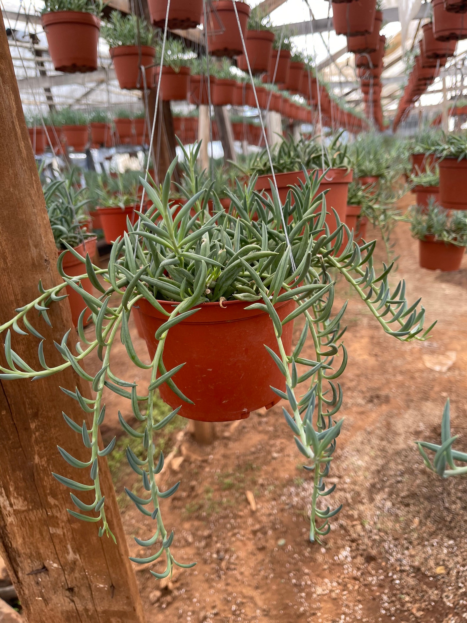 Fish hook plant trailing 6 pot Etsy